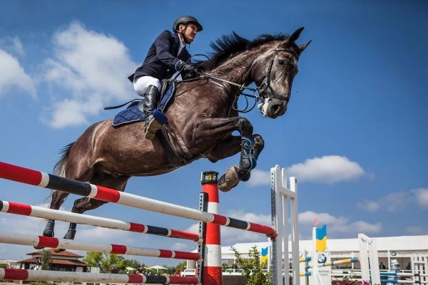 Springreiten, Dressur, Vielseitigkeit